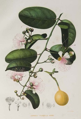 10671
<br/>
Choix de plantes rares ou nouvelles, cultivées et dessinées dans le jardin botanique de Buitenzorg.
<br/>
<em></em>